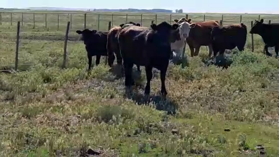 Lote 8 Terneros/as en Benito Juárez, Buenos Aires