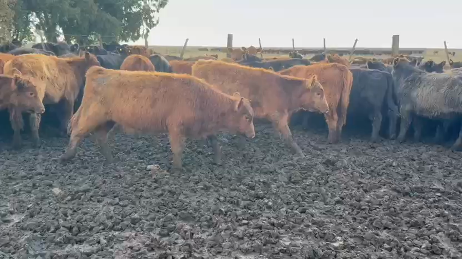 Lote 100 Terneros