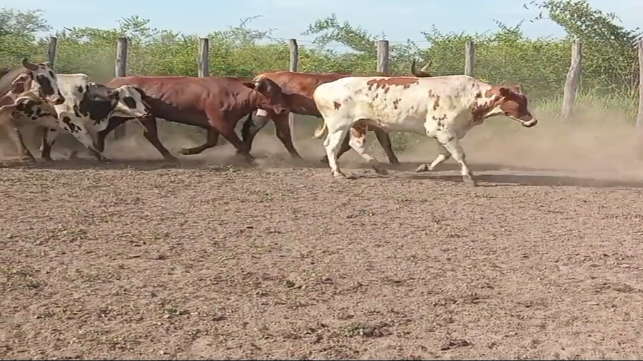 Lote 50 Novillos en Formosa, Gral. Manuel Belgrano