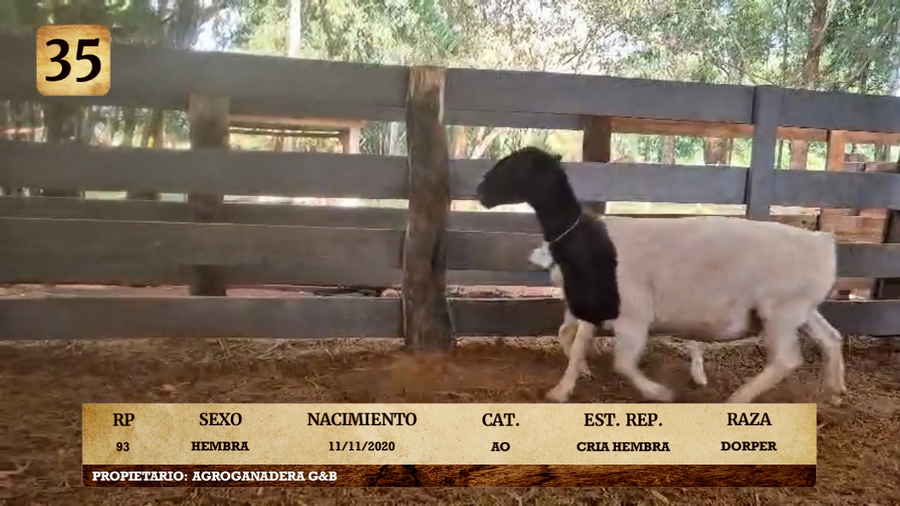 Lote LOTE 35