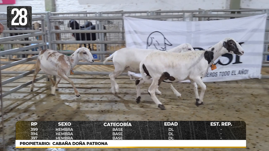 Lote LOTE 28