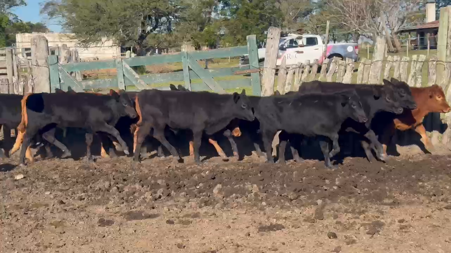 Lote 53 Terneros en Corrientes, Curuzu Cuatia