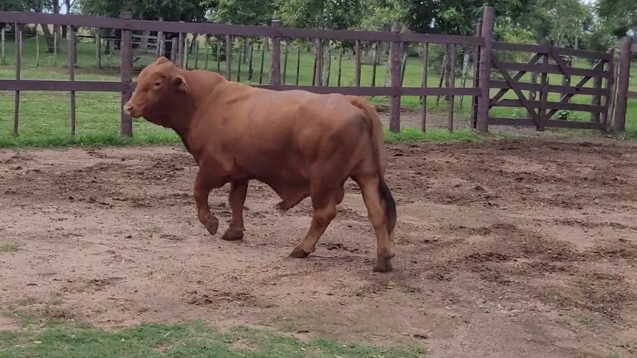 Lote Toros T. Brangus Rojo a remate en Remate de Reproductores, Asunción