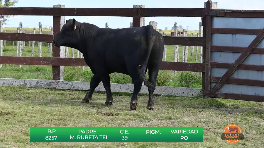 Lote TOROS DE 18 MESES