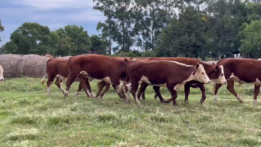 Lote 75 Novillitos en Corrientes, Curuzú-Cuatiá