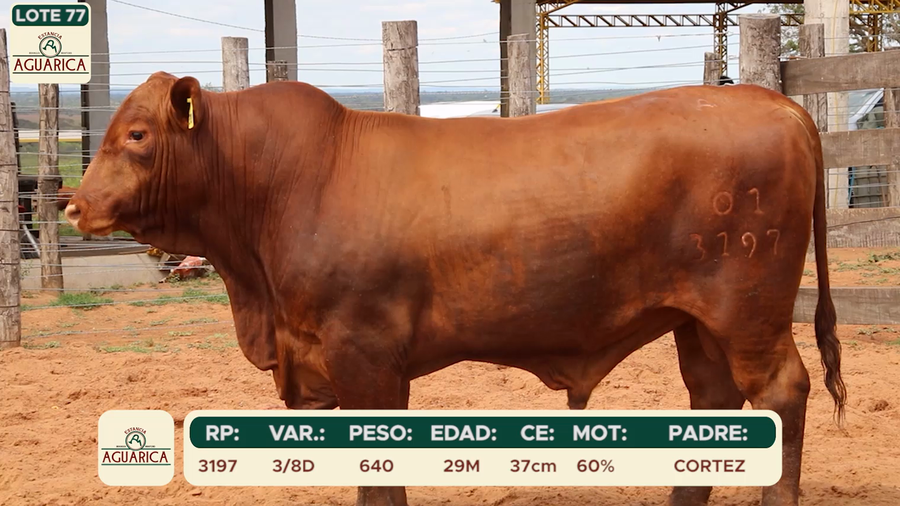 Lote LOTE 77