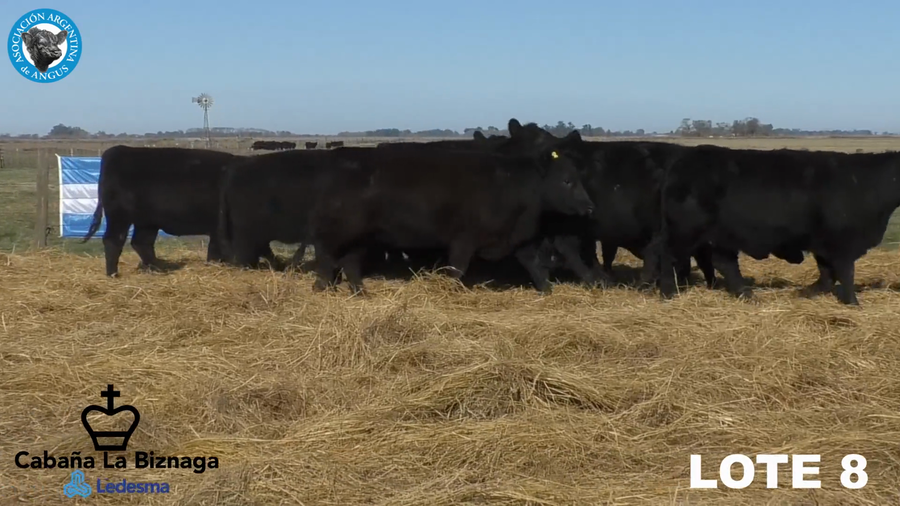 Lote 15 VAQUILLONAS ANGUS MAS