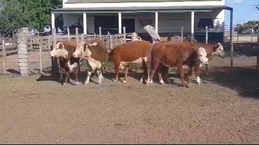 Lote 5 Vaquillonas 1 a 2 años HEREFORD a remate en Remate Presencial en OMBUES DE LAVALLE