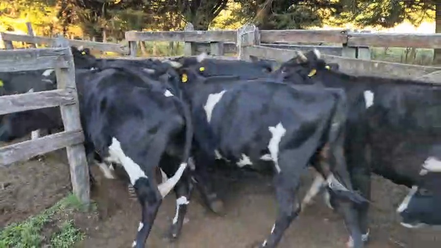 Lote 103 Novillo Engorda en Cunco, IX Región Araucanía