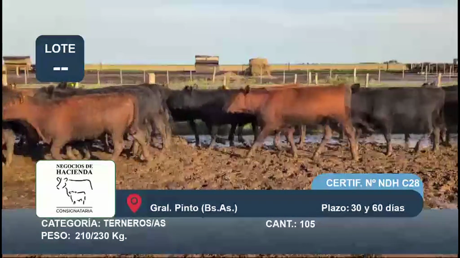 Lote 105 Terneros/as