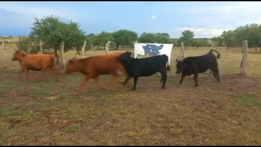 Lote 110 Terneros/as en Concordia, Entre Ríos