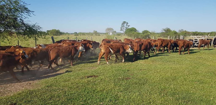 Lote 70 Terneras en Esquina, Corrientes