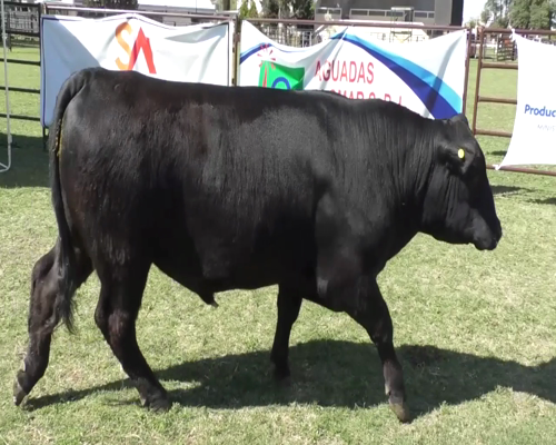 Lote Toro Aberdeen Angus Negro ZU175 - Cabaña El Paisano