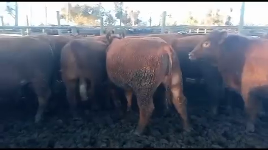 Lote 20 Novillo Gordo en Melipilla, Región Metropolitana