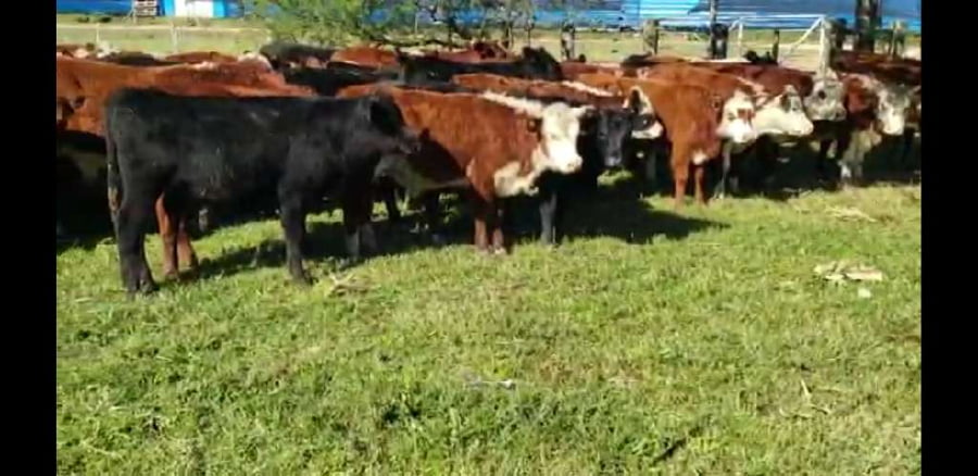 Lote 70 Terneros/as en Villaguay, Entre Ríos