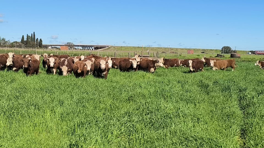 Lote 63 Terneros