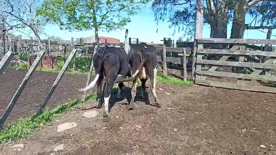 Lote 2 Vaquillonas  a remate en Pantalla Camy 450kg - , San José