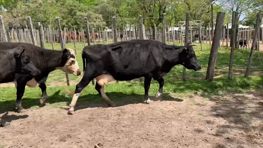 Lote 13 Vaca en Melo, Cerro Largo