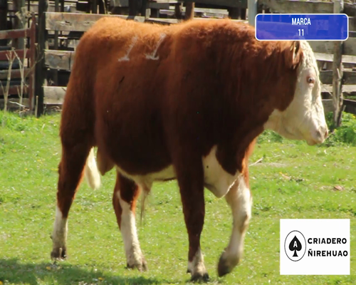 Lote 1 Toro en Coyhaique, XI Región Aysén