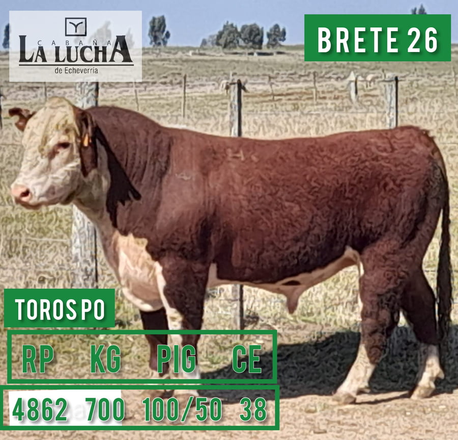 Lote TOROS POLLED HEREFORD PO