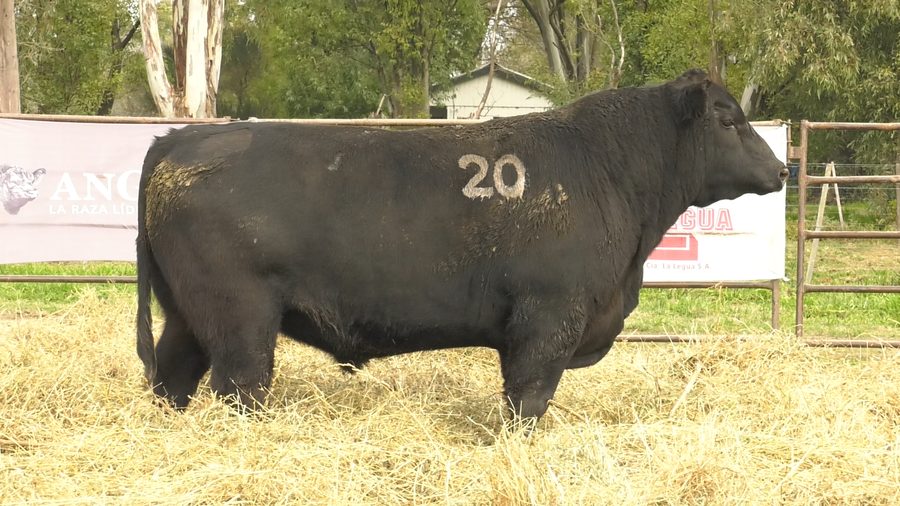Lote TOROS ANGUS NEGROS  PC