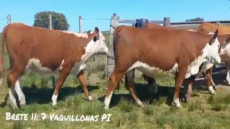 Lote BRETE 11 vaquillonas PI