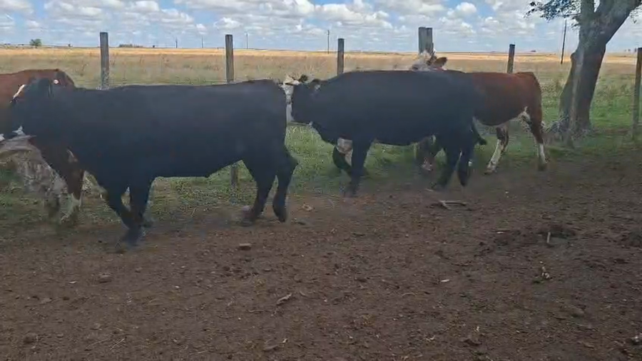 Lote VAQUILLONAS