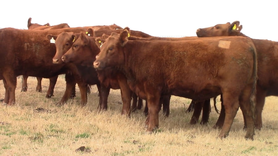 Lote VAQUILLONAS MAS PREÑADAS