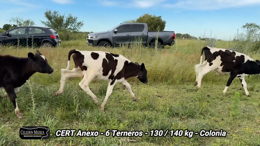 Lote 6 Terneros en Tarariras, Colonia