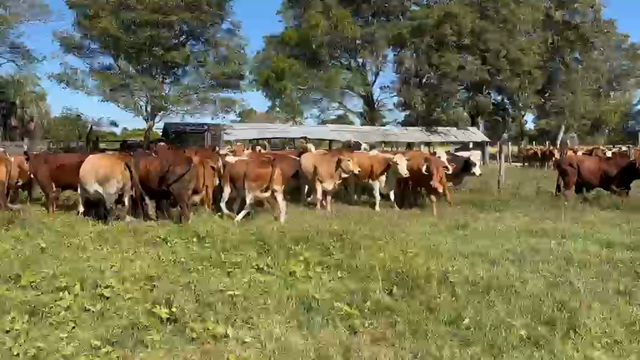 Lote 37 Novillos