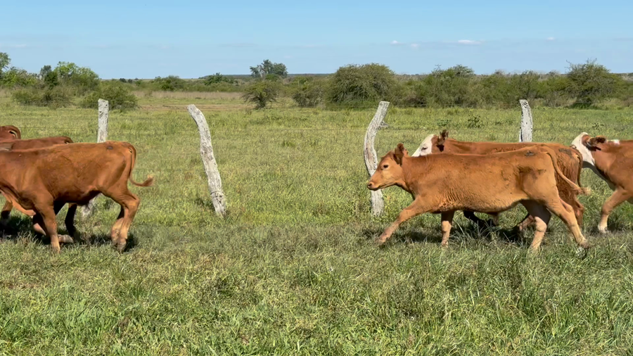 Lote 35 Terneros en Corrientes, Mercedes
