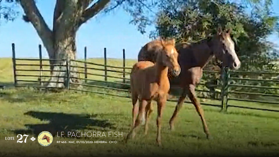 Lote LF. PACHORRA FISH