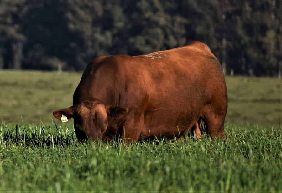 Lote Toros PC 3 Años