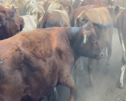 Lote 50 Novillo Engorda en Río Bueno, XIV Región Los Ríos