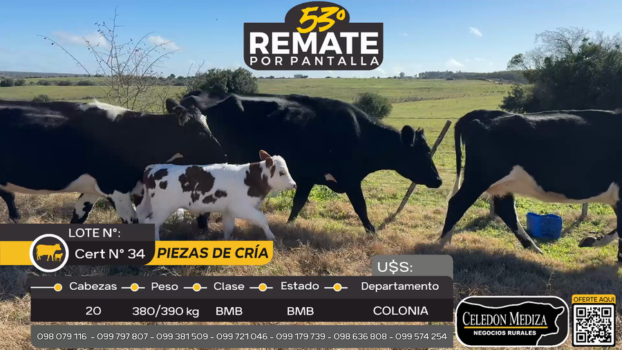 Lote 20 Piezas de cría en Rosario, Colonia