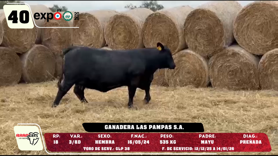 Lote LOTE 40