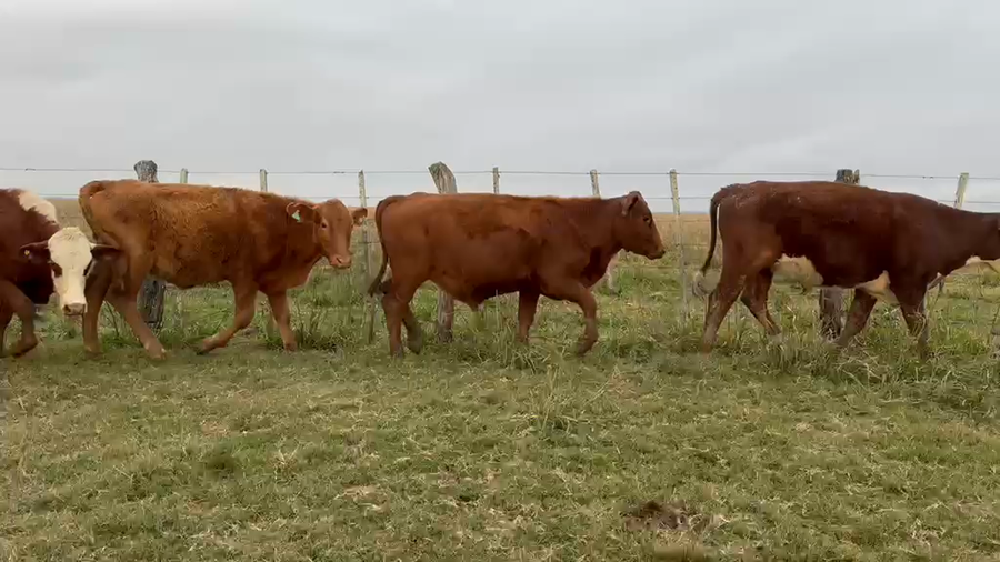 Lote 86 Novillitos