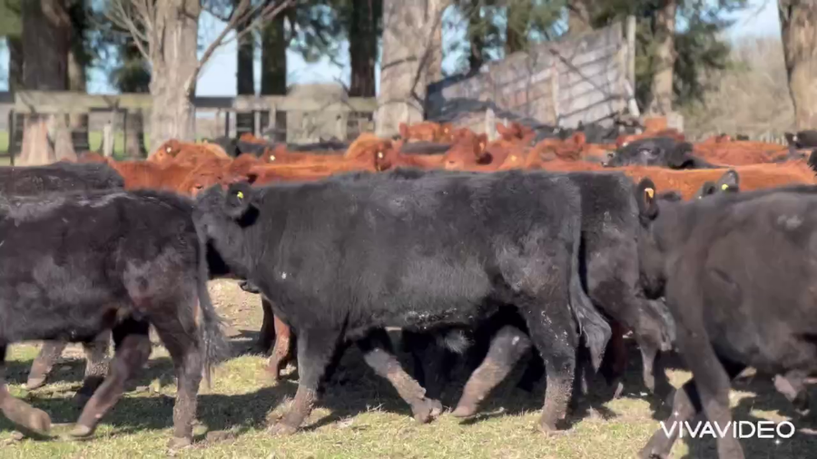 Lote 120 Novillitos