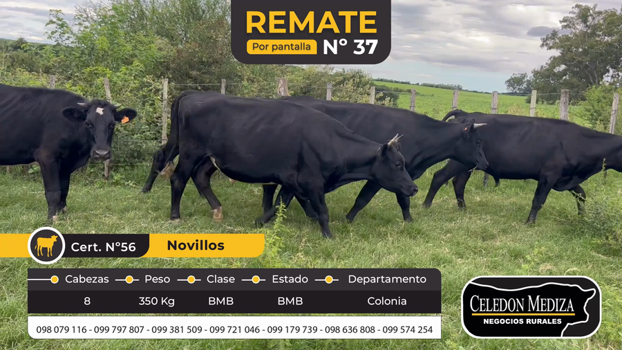 Lote 8 Novillos en Colonia