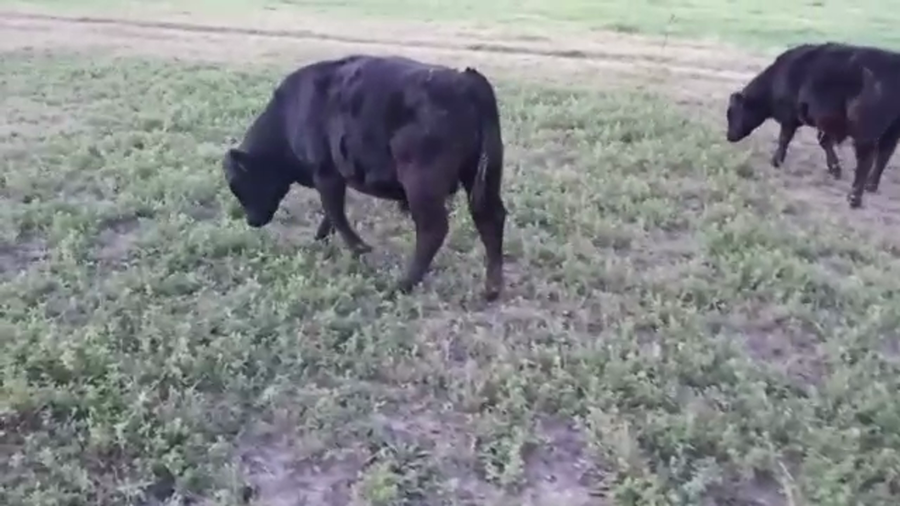 Lote (Vendido)3 Terneros ANGUS a remate en Pantalla Camy Mayo - Desde La Cuenca 220kg - , San José