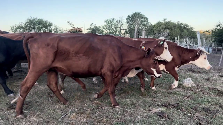 Lote VIENTRES PREÑADOS