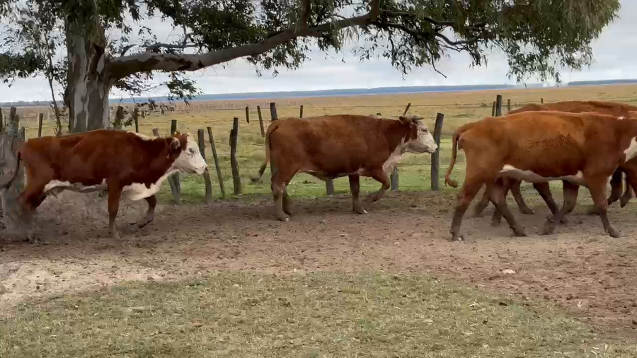 Lote 50 Vacas de invernar en Corrientes, Paso de Los Libres