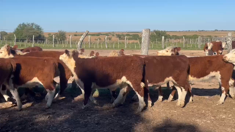 Lote 68 Terneros/as en Corrientes, Curuzú-Cuatiá