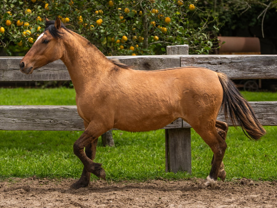 Lote MERCACHIFLE TOPETINA