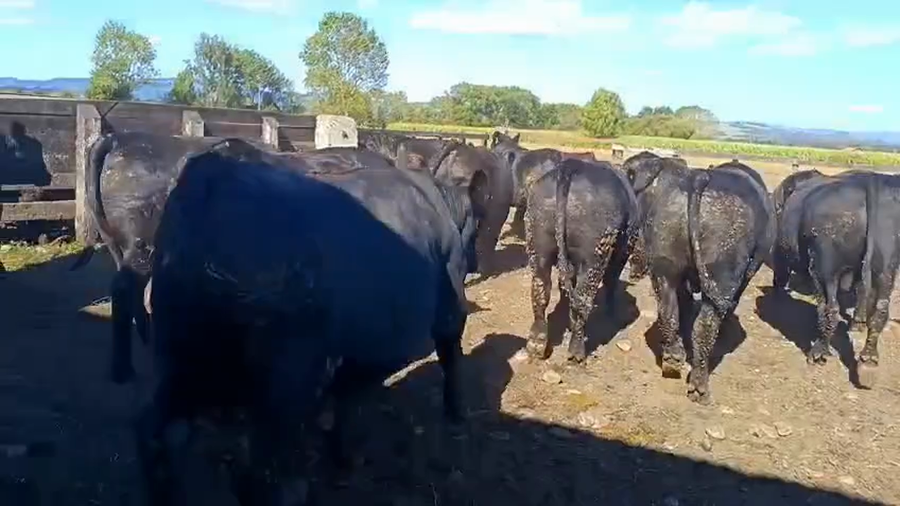 Lote 25 Novillo Gordo en Los Lagos, XIV Región Los Ríos