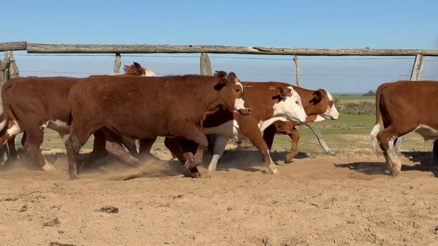 Lote 100 Terneros en Corrientes, Chavarría