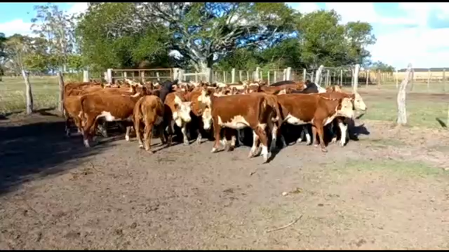 Lote 70 Terneras en Concordia, Entre Ríos