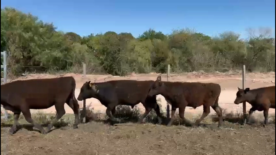 Lote 53 Terneros y Terneras en Porvenir, Paysandú