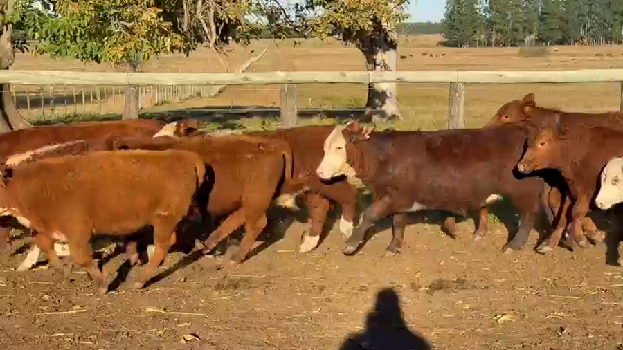 Lote 66 Terneros
