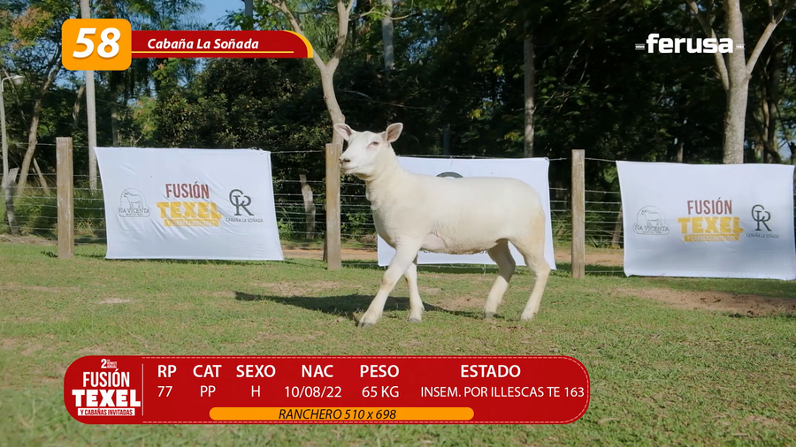 Lote LOTE 58